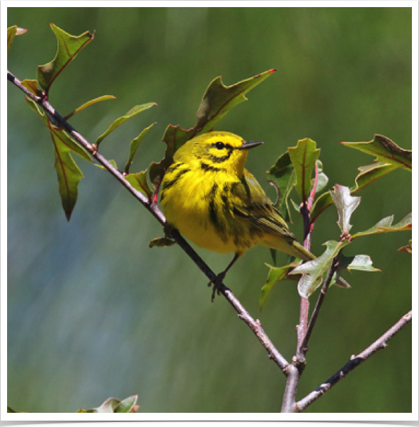 Prairie Warbler